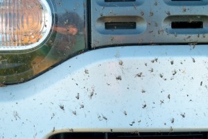 bugs on car